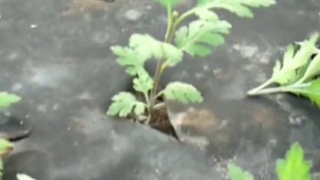 Хризантема.Выращивание. Часть 3. смотреть онлайн