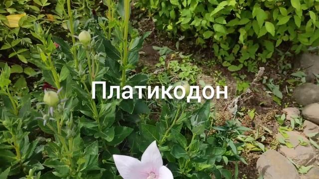 Обзор участка в июле. В этот период там все веселенько! смотреть онлайн
