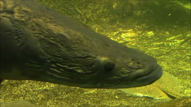 "Underwater" - Aquarium Berlin смотреть онлайн
