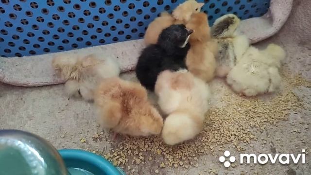 Инкубация куриных яиц. Вывод без электричества. смотреть онлайн