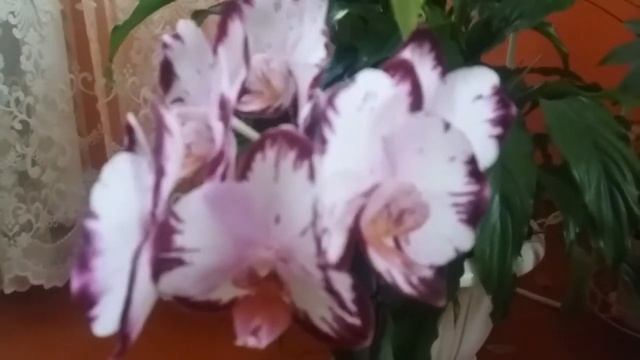 Цвітіння орхідей phal. Ever Spring Prince ( Легенда ), phal. Kingcar Dalmation ( Біг ліп молния ) смотреть онлайн
