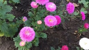 Астры. Выращивание и уход.