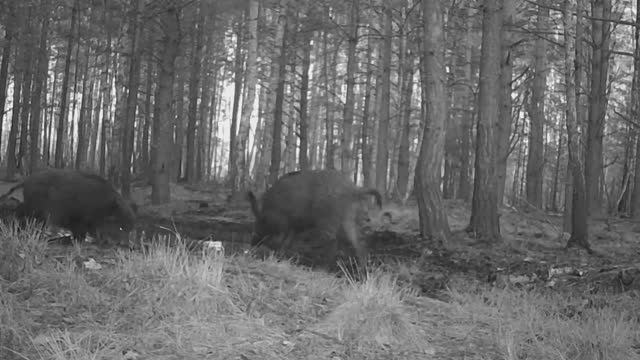 Дикие кабаны и олени смотреть онлайн