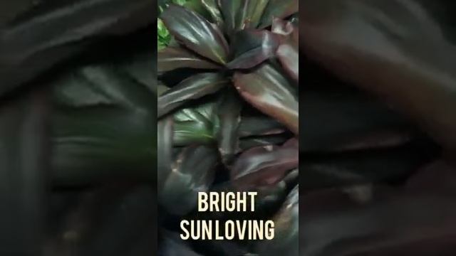 Evergreen, woody perennial decorative plant#Cordyline fruticosa (Hawaiian Ti plant) смотреть онлайн