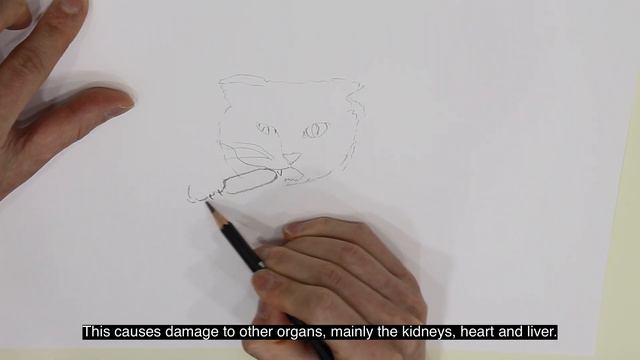 Why does my cat's breath smell bad?(Just for the feline butlers) смотреть онлайн