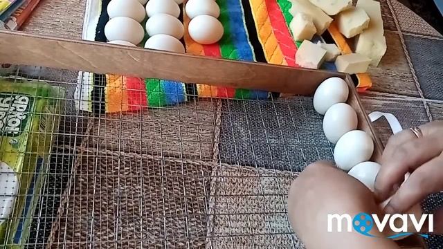 Инкубация яиц индоутки??????? смотреть онлайн