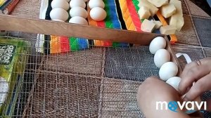 Инкубация яиц индоутки???????