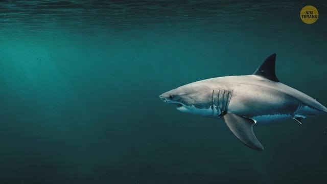 12 Hewan Raksasa Ini Ibarat Megalodon bagi Spesiesnya смотреть онлайн