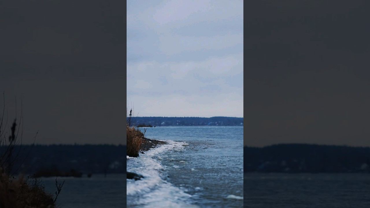 Нарушитель спокойствия :) #shortvideo #shortsfeed #feed  #landcruiser300 #shorts #short