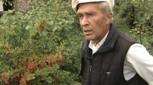 Преимущества ежевики Агавам. От чего зависит выбор сорта?