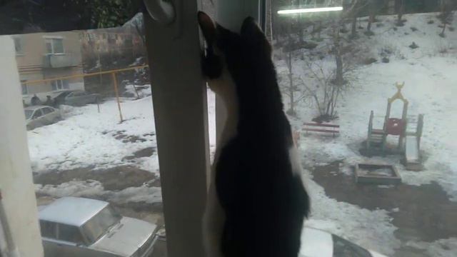 #Кошка стоит на задних лапах