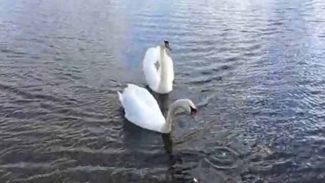 Неудачный поход в тренажёрку( Тренировка. Спортивный лагерь. Прыгаем в резиночку!))) смотреть онлайн