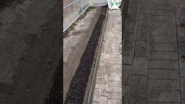 Эксперимент!!! Сажаем в теплице зелень и будем получать ранний урожай. смотреть онлайн
