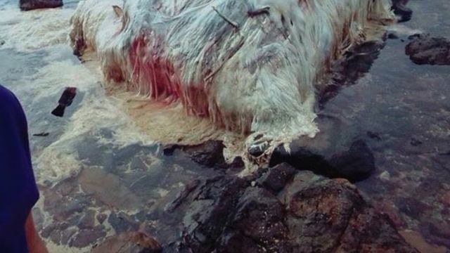 STRANGE GLOBSTER WASHED UP ON DINAGAT ISLAND, PHILIPPINES | Oarfish predict earthquake, Trunko? смотреть онлайн