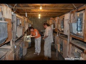 КФХ Ольги Полозовой Экскурсия по кроликоферме