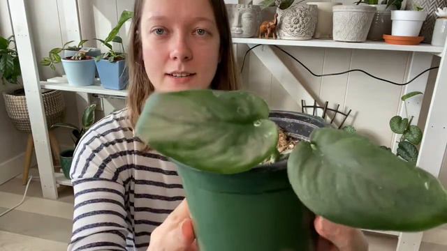 WHAT SCINDAPSUS DO I HAVE: Silvery Ann, Exotica, Silver Splash, Jade Satin, Moonlight & Silver Lady