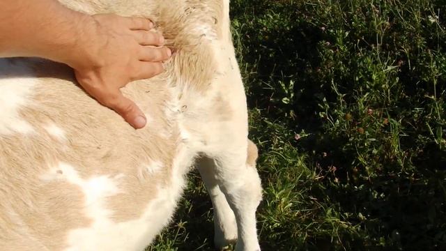 Тёлочки симментальской и голштинсской породы Обзор смотреть онлайн