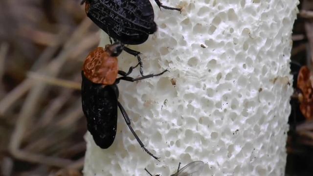 Grzyb sromotnik smrodliwy Phallus impudicus i jego smakosze смотреть онлайн