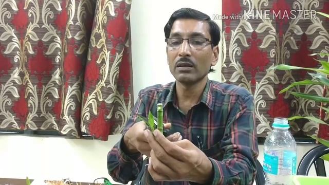 How to Propagate Lucky Bamboo through Cuttings. смотреть онлайн