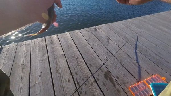 EverGreen Poseidon Salty Sensation PSSS 610S. Микроджиг Пассивный окунь. 15. 09. 2018