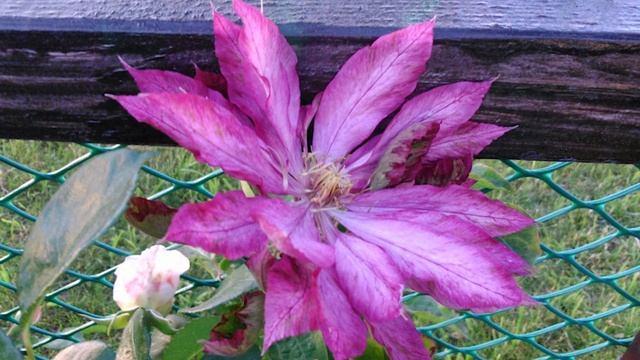 Клематис незаменимый элемент живой изгороди! Обзор. смотреть онлайн