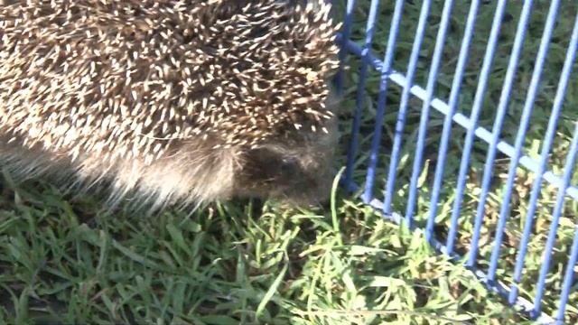 Интересные факты про Ёжиков смотреть онлайн