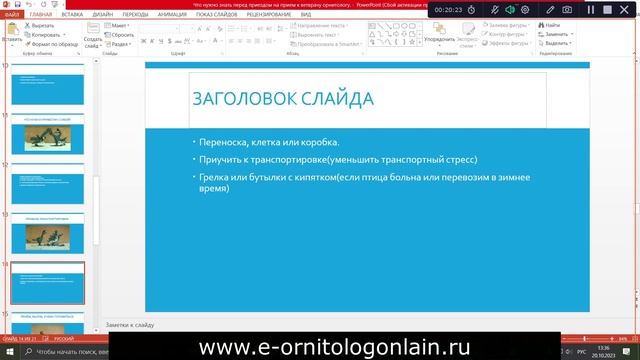 Что нужно знать перед приемом у ветврача орнитолога. И не только! Бесплатный вебинар для владельцев смотреть онлайн