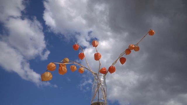 Физалис Physalis смотреть онлайн