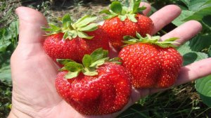 КЛУБНИКА (ЗЕМЛЯНИКА)  МАРШАЛ , КЛУБНИКА МАРШАЛ - СОРТ-НЕВИДИМКА