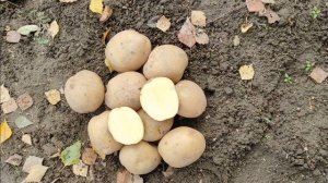 Сорт картофеля Лилея