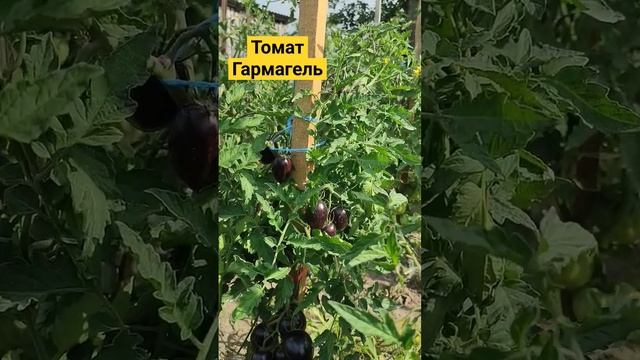 томат фіолетовий ??? #гаргамель #сорт #помідори смотреть онлайн