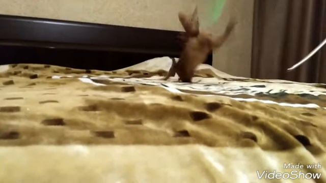 Абиссинская кошка веселиться))) смотреть онлайн