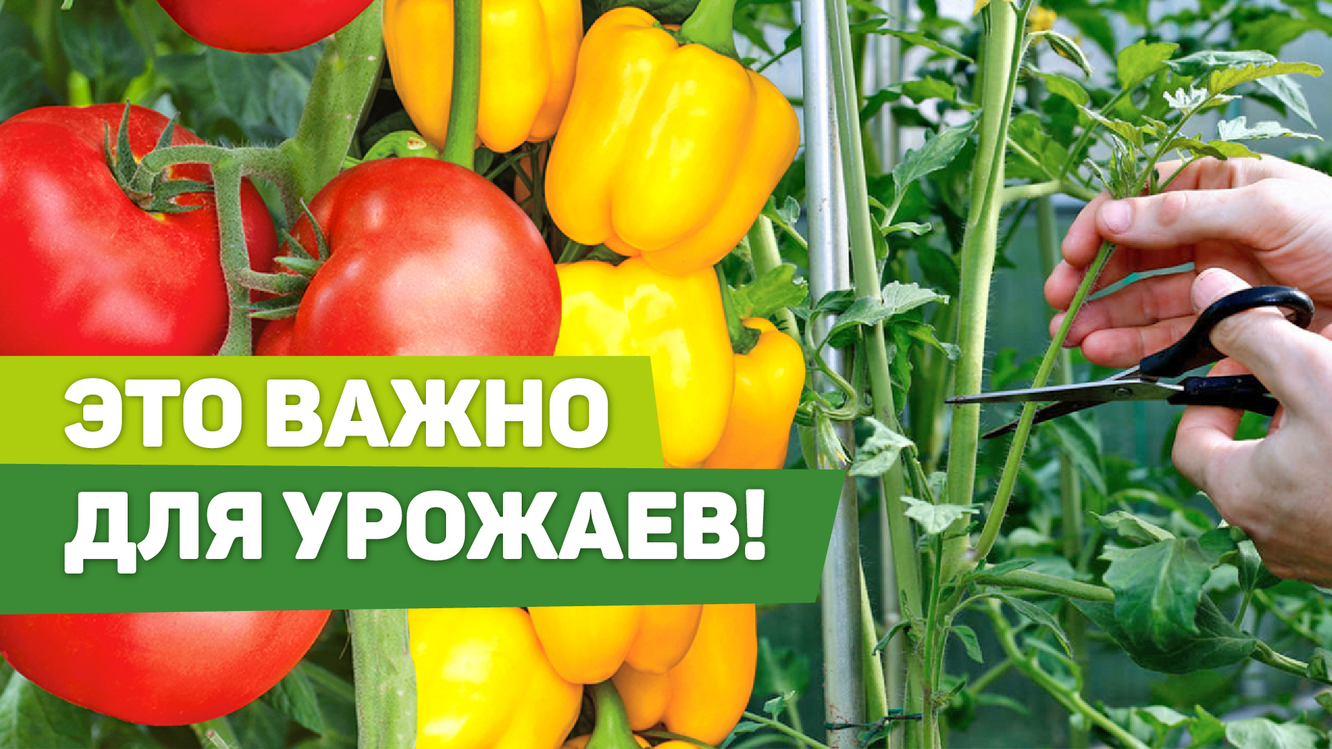 РАБОТЫ В ТЕПЛИЦАХ. Обязательные к исполнению смотреть онлайн