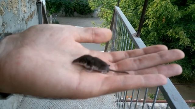 Крошечная землеройка смотреть онлайн