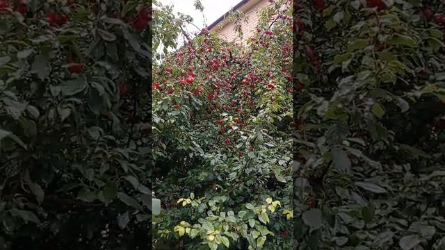 Волкодав утро с боссом смотреть онлайн