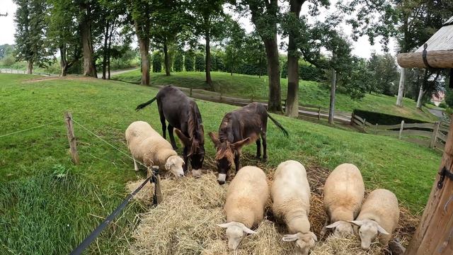 Влог. Работа садовника-фермера в Чехии смотреть онлайн