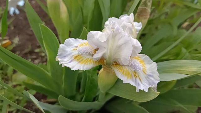 Яркие весенние цветы! Карликовые ирисы! смотреть онлайн