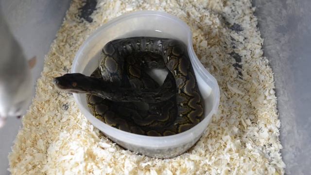 SD Python Reticulatus Male HD смотреть онлайн