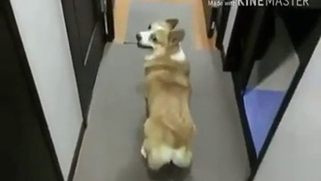 Модные танцы))) смотреть онлайн