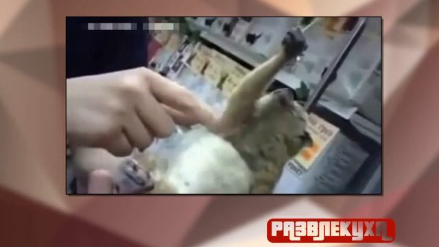 Приколы. Ленивец с зонтиком. | Razvlekuxa смотреть онлайн