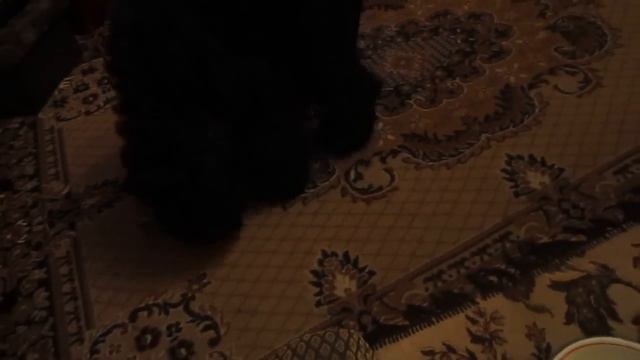 Учимся приносить разные предметы смотреть онлайн