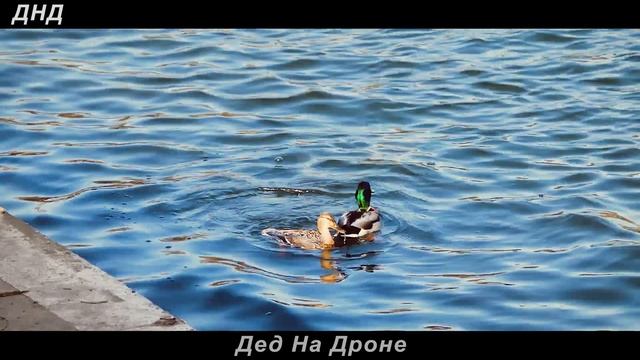 Утка старается понравиться селезню. Танцует и ныряет :-)) Тест Panasonic Lumix DC-FZ82. 4К. Кусково смотреть онлайн