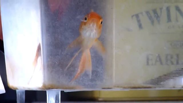 рыбка поет песни смотреть онлайн