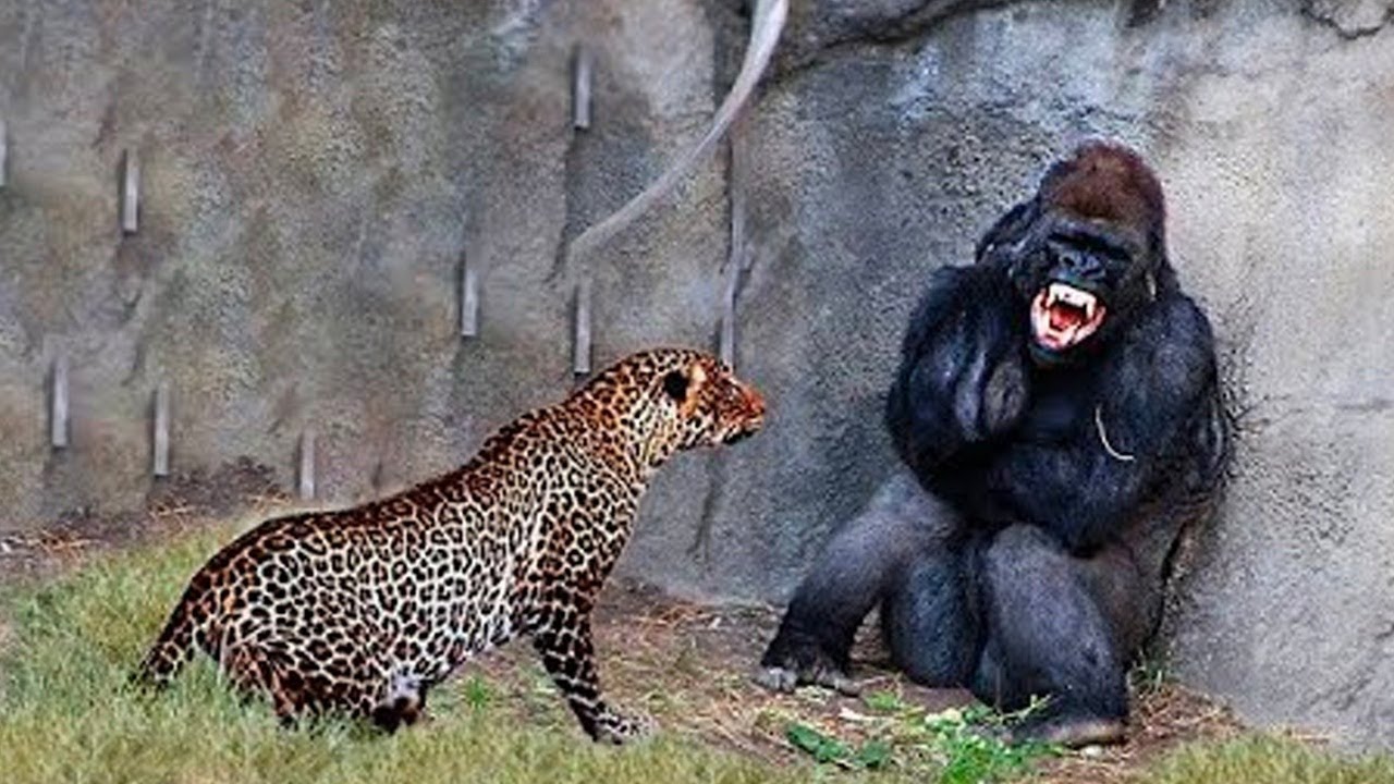 Случаи, Когда Хищники не на того Напали смотреть онлайн