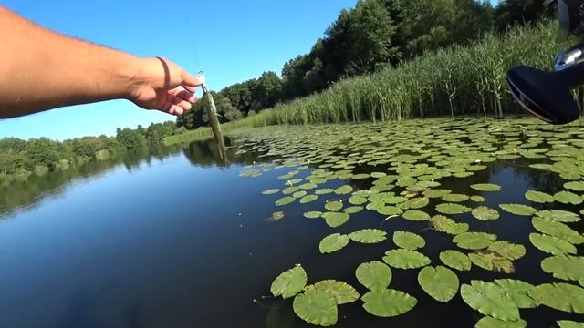 ЩУКИ обезумели, кидаются друг на друга. Рыбалка на спиннинг среди кувшинок. смотреть онлайн