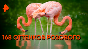 Физика розового — Знаете ли вы, что?