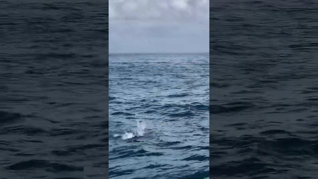 Рифовое безумие! Shore game reef crazy! #fishing #рыбалка #釣魚 #pesca смотреть онлайн