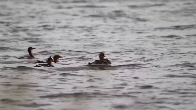 Крохали средние или длинноносые. Mergus serrator. Птицы Беларуси. смотреть онлайн