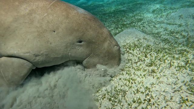 Dugong, Marsa Alam, Egypt. Удивительный дюгонь Славик и маленькое видео о том, как он пасётся. смотреть онлайн