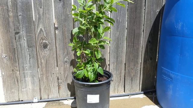 Самоплодная актинидия аргута сорт Issai. Self-fertile hardy kiwi Issai смотреть онлайн